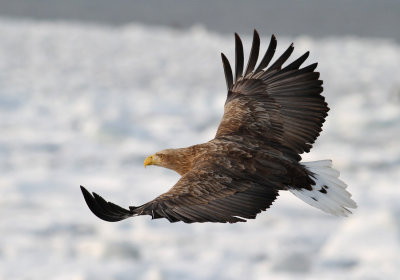 White-tailed Eagle (Haliaeetus albicilla) - havsörn
