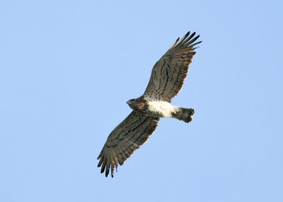 Short-toed Eagle (Circaetus gallicus) - ormörn