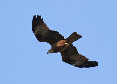 Black Kite (Milvus migrans) - brun glada