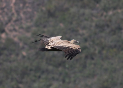 Eurasian Griffon Vulture (Gyps fulvus) - gåsgam