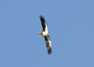 Egyptian Vulture (Neophron percnopterus) - smutsgam