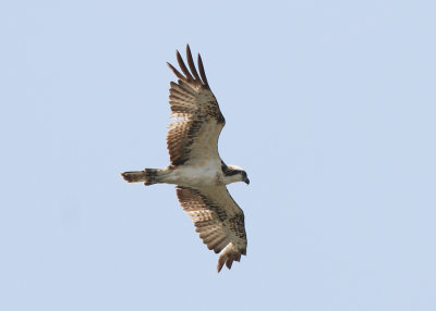 Osprey (Pandion haliaetus)