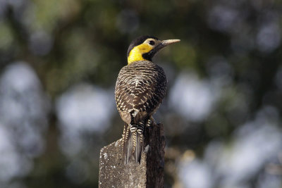 Campo Flicker (Colaptes campestris)