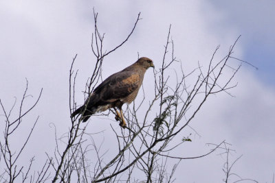 Savannah Hawk (Buteogallus meridionalis)