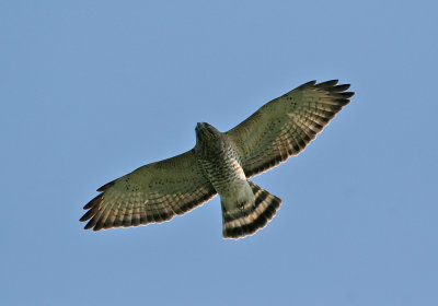 Broad-winged Hawk (Buteo platypterus)