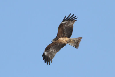 Black-eared Kite (Milvus lineatus)