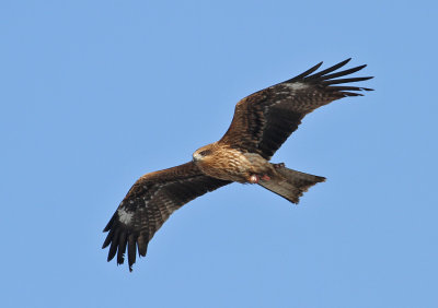 Black-eared Kite (Milvus lineatus)