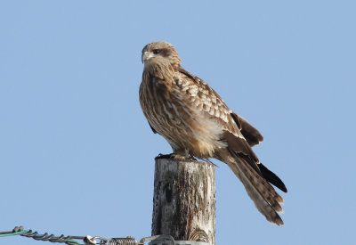 Black-eared Kite (Milvus lineatus)