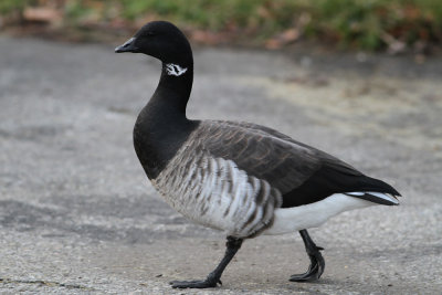 Light-bellied Brent Goose (Branta bernicla hrota) - ljusbukig prutgs