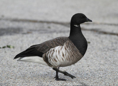 Light-bellied Brent Goose (Branta bernicla hrota) - ljusbukig prutgs