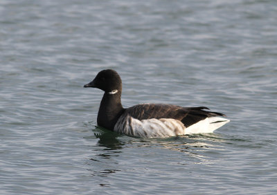 Light-bellied Brent Goose (Branta bernicla hrota) - ljusbukig prutgs