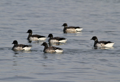 Light-bellied Brent Goose (Branta bernicla hrota) - ljusbukig prutgs