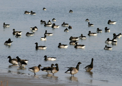 Light-bellied Brent Goose (Branta bernicla hrota) - ljusbukig prutgs