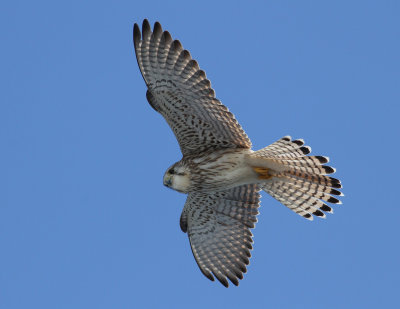 Eurasian Kestrel (Falco tinnunculus)