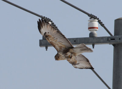 Eastern Buzzard (Buteo japonicus)