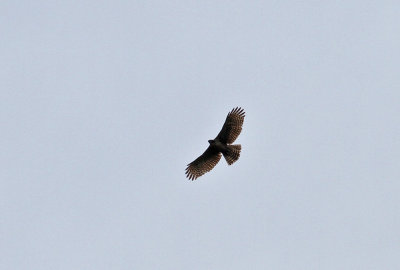 Japanese (Mountain) Hawk Eagle (Nisaetus nipalensis orientalis)