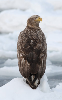 White-tailed Eagle (Haliaeetus albicilla) - havsörn