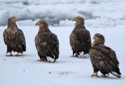 White-tailed Eagle (Haliaeetus albicilla) - havsörn