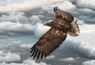 White-tailed Eagle (Haliaeetus albicilla) - havsörn