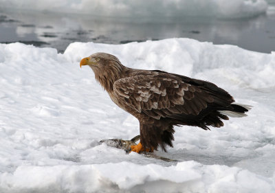 White-tailed Eagle (Haliaeetus albicilla) - havsörn