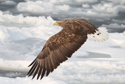 White-tailed Eagle (Haliaeetus albicilla) - havsörn