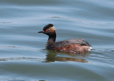 Eared Grebe (Podiceps nigricollis) - svarthalsad dopping