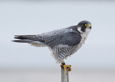 Peregrine Falcon (Falco peregrinus) - pilgrimsfalk