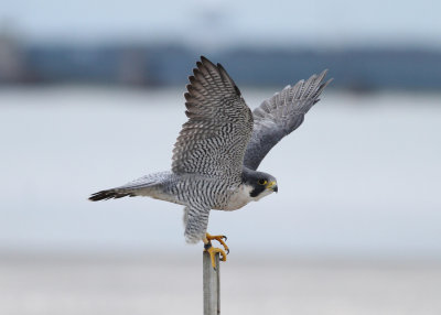 Peregrine Falcon (Falco peregrinus) - pilgrimsfalk