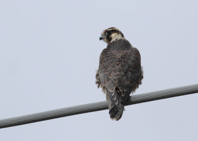 Peregrine Falcon (Falco peregrinus) - pilgrimsfalk