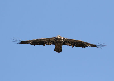 Bald Eagle (Haliaeetus leucocephalus) - vithvdad havsrn