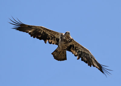 Bald Eagle (Haliaeetus leucocephalus) - vithvdad havsrn