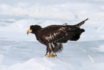 Steller's Sea Eagle (Haliaeetus pelagicus)