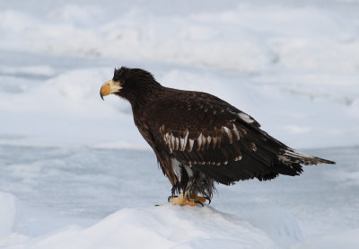 Steller's Sea Eagle (Haliaeetus pelagicus)