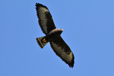 Shorth-tailed Hawk (Buteo brachyurus)