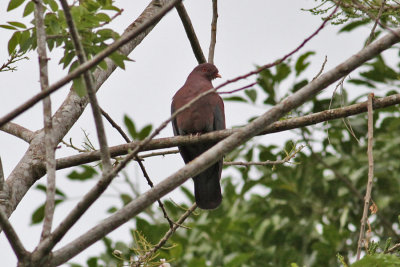 Ruddy Pigeon (Patagioenas subinacea) - kopparduva