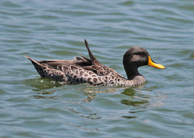 Yellow-billed Duck (Anas undulata)