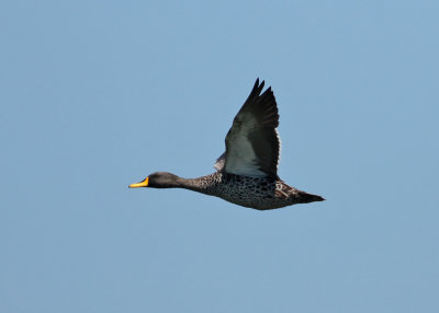 Yellow-billed Duck (Anas undulata)