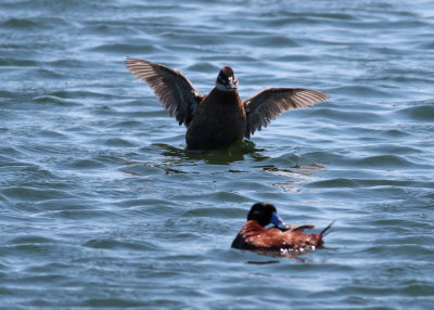 Maccoa Duck (Oxyura maccoa)