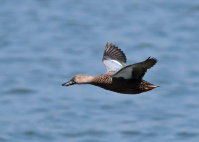 Cape Shoveller (Anas smithii)