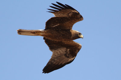 Booted Eagle (Hieraaetus pennatus) - dvrgrn