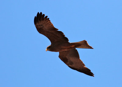 Yellow-billed Kite (Milvus parasitus)