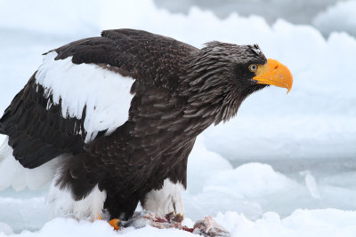 Steller's Sea Eagle (Haliaeetus pelagicus)