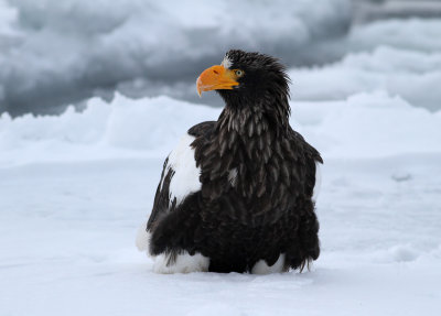 Steller's Sea Eagle (Haliaeetus pelagicus)