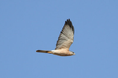 Levant Sparrowhawk (Accipiter brevipes) - balkanhk