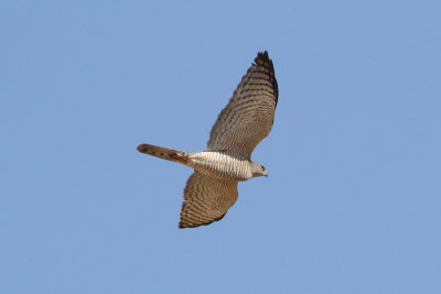 Levant Sparrowhawk (Accipiter brevipes) - balkanhök