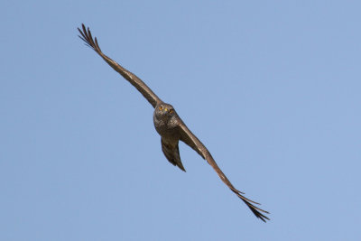 Levant Sparrowhawk (Accipiter brevipes) - balkanhök