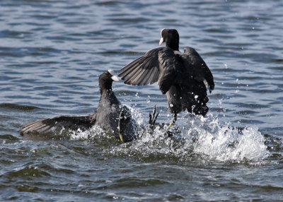 Eurasian Coot (Fulica atra) - sothöna