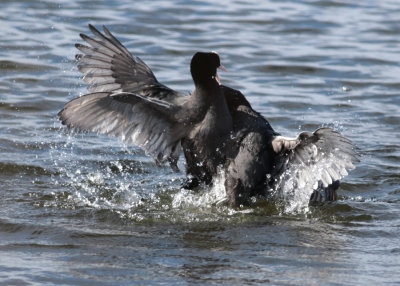 Eurasian Coot (Fulica atra) - sothöna