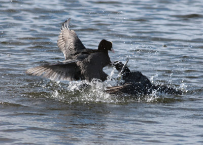 Eurasian Coot (Fulica atra) - sothöna