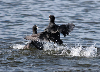 Eurasian Coot (Fulica atra) - sothöna
